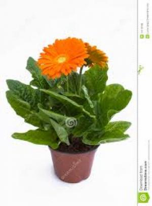 Bán giống hoa đồng tiền