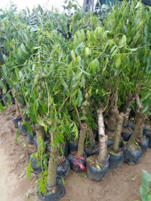 Cung cấp giống cây cóc thái số lượng lớn chất lượng uy tín