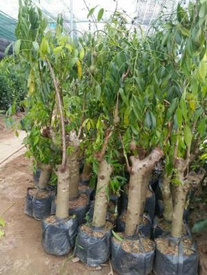 Cung cấp giống cây cóc thái số lượng lớn chất lượng uy tín