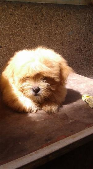 Chó Nhật con bông xù