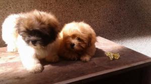 Chó Nhật con bông xù