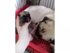 chó pug con