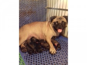 chó pug con
