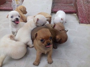 Chó chihuahua thuần chủng heo lùn và mini