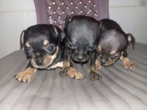 Chó chihuahua thuần chủng heo lùn và mini