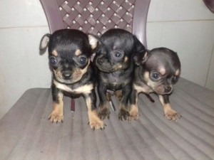 Chó chihuahua thuần chủng heo lùn và mini