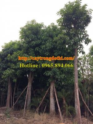 Cung cấp cây trông trình, cây xanh đô thị, cây bóng mát, cây trồng sân vườn biệt thự