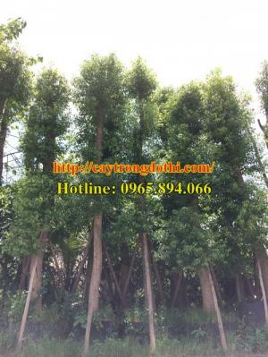 Cung cấp cây trông trình, cây xanh đô thị, cây bóng mát, cây trồng sân vườn biệt thự