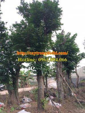 Cung cấp cây trông trình, cây xanh đô thị, cây bóng mát, cây trồng sân vườn biệt thự