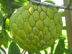 Cung cấp các loại giống cây na cho nhà vườn