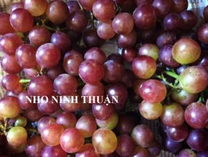 Cung cấp giống cây nho số lượng lớn, nho pháp, nho pháp lùn, nho ngón tay, nho thân gỗ, ...