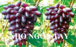 Cung cấp giống cây nho số lượng lớn, nho pháp, nho pháp lùn, nho ngón tay, nho thân gỗ, ...