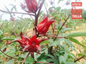 Atiso đỏ-hoa bụp giấm-hoa hibiscus sỉ và lẻ