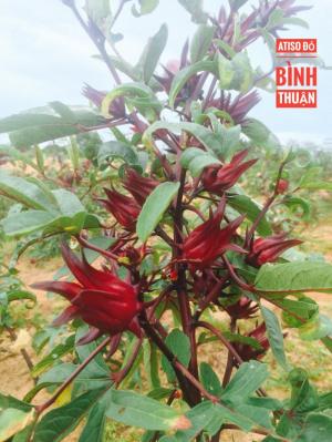 Atiso đỏ-hoa bụp giấm-hoa hibiscus sỉ và lẻ