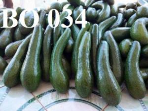Cung cấp các loại giống cây bơ sáp