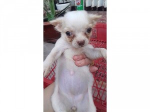 chihuahua đủ màu đực và cái.có giống phốc sóc và pug