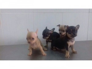 chihuahua đủ màu đực và cái.có giống phốc sóc và pug