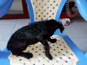 Bán chó poodle màu đen 4 tháng tuổi