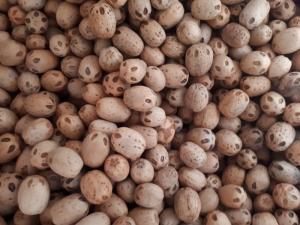 Bùi,đoàn,01698262626