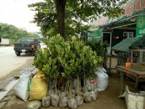 Bưởi da xanh chiết, bưởi da xanh ghép số lượng lớn, địa chỉ mua hàng uy tín