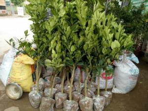 Bưởi da xanh chiết, bưởi da xanh ghép số lượng lớn, địa chỉ mua hàng uy tín