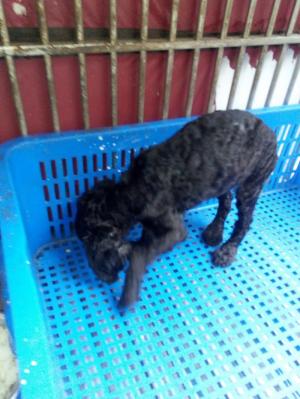 Binh thanh p25 Tin đăng không đầy đủ thông tin chi tiết về Địa chỉ giao dịch - Chó Poodle thuần chủng cần bán