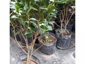 Sỉ hoa trà mi