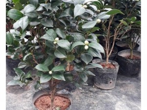 Sỉ hoa trà mi
