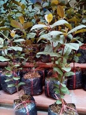 Bán cây giống ổi tím, ổi tím malaysia số lượng lớn, địa chỉ mua hàng chất lượng