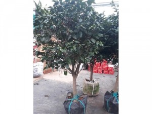 Cây trà mi khủng thân to tán tròn đều
