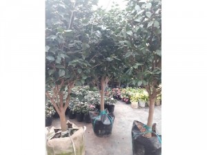 Cây trà mi khủng thân to tán tròn đều