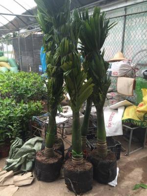 cây lớn trồng công trình