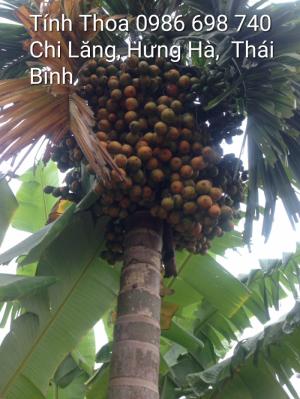 cau tứ quý