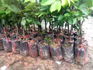 Giống cây chôm chôm, chôm chôm Thái