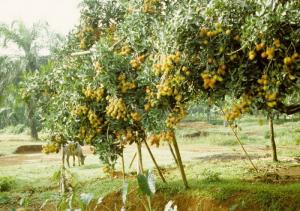 Giống cây chôm chôm, chôm chôm Thái