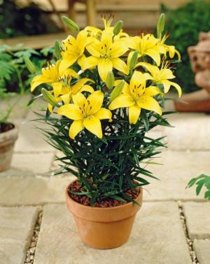 Địa chỉ cung cấp sỉ lẻ giống củ ly lùn, củ hoa ly, lily số lượng lớn