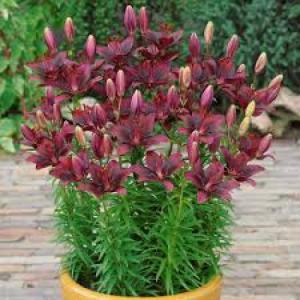 Củ giống ly lùn, cung cấp số lượng lớn củ giống ly lùn, nhập khẩu. cam kết chuẩn giống, hướng dẫn kỹ thuật