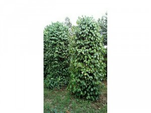 Cần bán gấp vừơn cây ăn qủa sầu riêng