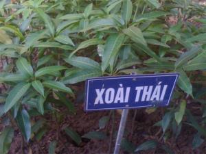 Giống xoài xanh Thái