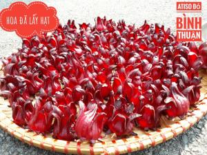 Bụp giấm/ atiso đỏ/ hoa hibiscus