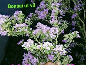 Linh sam siêu hoa 30 tháng tuổi