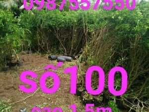 Linh sam siêu hoa 30 tháng tuổi