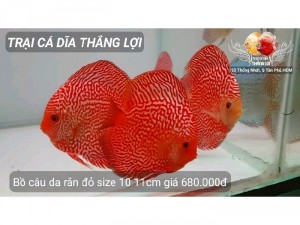 Cá dĩa bồ câu da rắn đỏ