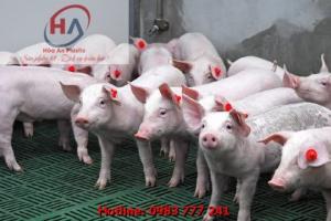 Tấm Nhựa Lót Sàn Chăn Nuôi Chất Lượng Tốt Giá Rẻ