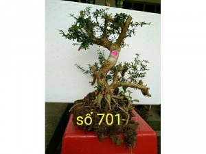 Phôi linh sam 86 số 701,số 702,số 703