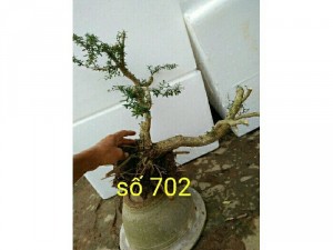 Phôi linh sam 86 số 701,số 702,số 703