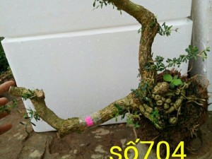 Phôi linh sam 86 số 474 số 475