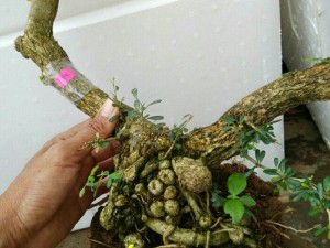 Phôi linh sam 86 số 474 số 475