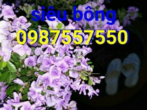 Linh sam siêu hoa phôi làm mini gần 3năm
