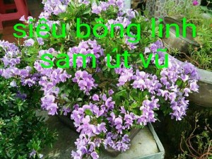 Linh sam siêu hoa phôi làm mini gần 3năm